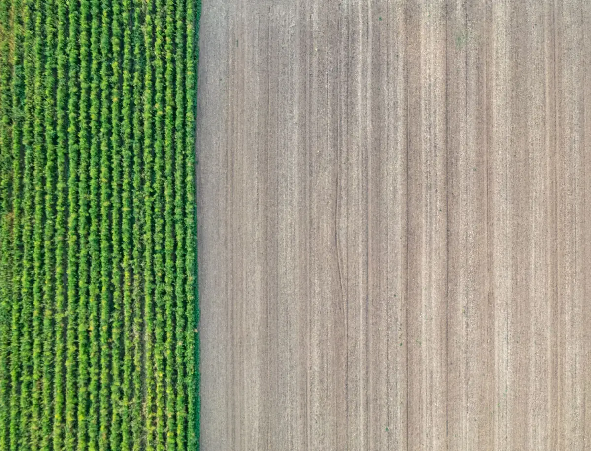 Aerial view of green crop rows beside freshly tilled soil, the kind of paddock detail captured on a farm mapping flight